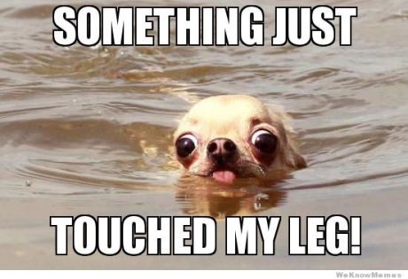 something-just-touched-my-leg-pug