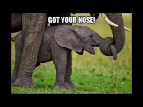 elephantnose